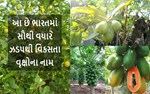 આ 5 વૃક્ષોની વિગતો છે જે ભારતમાં સૌથી વધારે ઝડપથી વિકસે છે