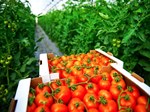 ગ્રીન હાઉસમાં ટામેટાની ખેતી કરવા માટે સંપૂર્ણ પ્રક્રિયા, થશે બમ્પર ઉત્પાદન!
