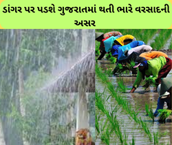 Weather: અડદાથી વધુ ગુજરાતમાં ભારે વરસાદની ચેતવણી, ડાંગરના વાવેતરમાં વધારો થવાની શક્યતા 