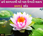 હવે ગુલાબ,ગલગોટા અને જાસ્મીનની જેમ ઘરે ઉગાડો કમળના ફૂળ, એક ક્લિકમાં મળશે રોપણીની સાચી રીત