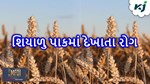 જુદા-જુદા શિયાળુ પાકમાં દેખાતા રોગ, આવી રીતે પાકને રાખો સુરક્ષિત