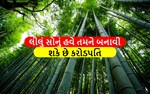 લીલુ સોનું શુ છે? જે તમને બનાવી શકે છે કરોડપતિ