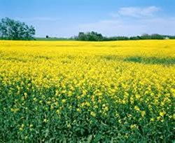 National Mission on Edible Oils: તેલીબિયાંના પાકની કરો ખેતી, થશે બમ્પર ઉત્પાદન, સરકાર આપી રહી છે સબસિડી