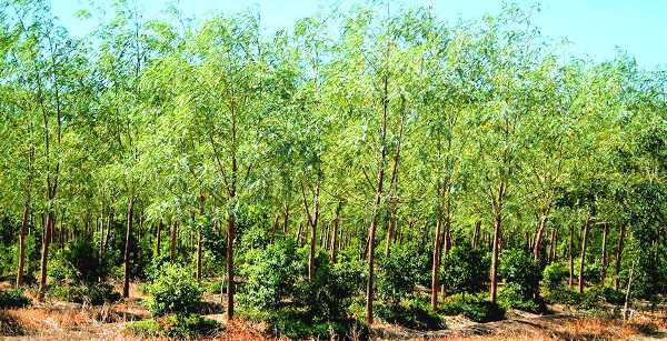 Sandalwood cultivation
