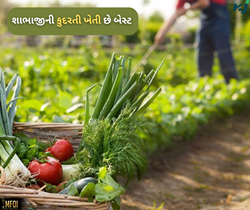વૈજ્ઞાનિકોની શોઘમાં આવ્યું સામે, કુદરતી રીતે શાકભાજીની ખેતી છે વધુ ઉત્પાદનની ગેરેંટી 