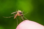 Dengue Alert: ડેન્ગ્યુના કેસોમાં આવી રહ્યો છે ઉછાળો, આ રીતે કરો પોતાનો બચાવો