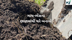 Organic Fertilizer : ગાયના છાણમાંથી ખાતર કેવી રીતે બનાવવું