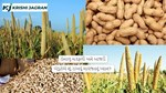 ગુજરાતમાં મગફળી અને બાજરીનું વાવેતર કરતા ખેડૂતે એ શું રાખવું માવજતનું ધ્યાન 