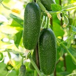 જેમ જેમ ગરમી વધશે, તેમ જ વધશે કાકડીની માંગ, તેને ખેતી કરીને ખેડૂતો થઈ જશે માલામાલ