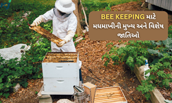 મધમાખીઓનો ઉછેર કરવા માટે વિચારી રહ્યા છો, તો સૌથી પહેલા જાણી લો તેની વિવિધ જાતિઓ વિશે