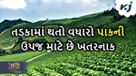 ભારતમાં ઝડપથી વધી રહેલા તાપમાન છે ખેતીનું દુશ્મન, WMO એ આપી ચેતવણી