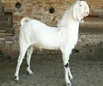 Goat farming : બકરીની આ જાતિઓ આપશે સારો નફો, આ જાતિઓને મળી રાષ્ટ્રીય સ્તરે ઓળખ