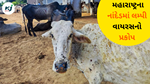 Lumpy virus : મહારાષ્ટ્રના નાંદેડમાં લમ્પી વાયરસનો પ્રકોપ
