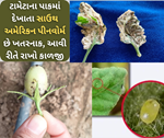 સાઉથ અમેરિકન પીનવોર્મ: સંરક્ષિત (ગ્રીન હાઉસ) ટામેટાની આક્રમક જીવાત