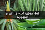 કુંવારપાઠાની વૈજ્ઞાનિક ખેતી અપનાવો અને મેળવો અસાધારણ લાભ