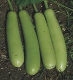 ગુણોનો ભંડાર : દૂધી - ભાગ-2