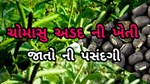રાજ્યમાં અડદનું વાવેતર 1.50 લાખ હેક્ટરને પાર, બજાર કેવુ રહેશે ?
