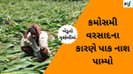 Gujarat Khedut Nuksan ગુજરાતના અનેક જિલ્લાઓમાં કમોસમી વરસાદના કારણે પાક નાશ પામ્યો, ખેડૂતો મુશ્કેલીમાં