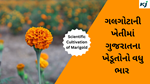 Gujarat Floriculture : ફૂલોની ખેતીમાં ગલગોટાની ખેતીએ મહત્વનું સ્થાન મેળવ્યું,  ગુજરાતમાં ફૂલોની ખેતી એક ઉદ્યોગ તરીકે વિકાસ પામ્યો 