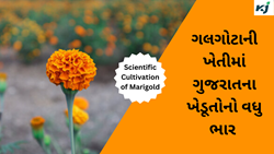 Gujarat Floriculture : ફૂલોની ખેતીમાં ગલગોટાની ખેતીએ મહત્વનું સ્થાન મેળવ્યું,  ગુજરાતમાં ફૂલોની ખેતી એક ઉદ્યોગ તરીકે વિકાસ પામ્યો 
