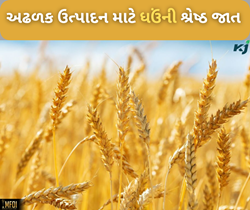 ગુજરાતના હવામાન મુજબ શ્રેષ્ઠ છે ઘઉંની આ જાત, ખેડૂતો કરશે વાવેતર તો મળશે અઢળક ઉત્પાદન 