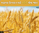 ગુજરાતના હવામાન મુજબ શ્રેષ્ઠ છે ઘઉંની આ જાત, ખેડૂતો કરશે વાવેતર તો મળશે અઢળક ઉત્પાદન
