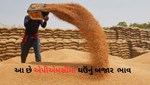 Market Price: જાણો ગુજરાતની જુદા-જુદા એપીએમસીમાં શું ચાલી રહ્યું છે ઘઉંનું બજાર ભાવ