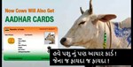 પશુ નું આધાર કાર્ડ ? કેવી રીતે અને કેવા ફાયદા થશે !