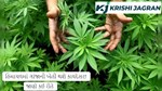 હિમાચલમાં ગાંજાની ખેતી થશે કાયદેસર! જાણો કઈ રીતે 
