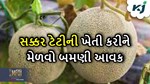 મોટી આવક મેળવવા માંગો છો તો કરો ઝૈદ પાક સક્કર ટેટીની ખેતી