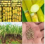 શેરડીના બિયારણનું વાવેતર કરી સારું ઉત્પાદન મેળવી શકાય