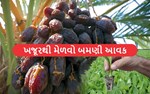 ટિશ્યુ કલ્ચરથી કરો ખજૂરની ખેતી, દર વર્ષે થશે 5લાખની આવક
