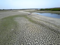  એક અબજ લોકોનો જીવ જોખમમાં, રિપોર્ટમાં નવી પદ્ધતિની ખેતીને જણવવામાં આવ્યું કારણ  