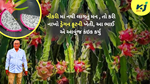  Dragon Fruit Cultivation જયંતીભાઇ ગેડિયા મુંબઇમાં સિવિલ કોન્ટ્રાક્ટરની નોકરી છોડી કરી ડ્રેગન ફ્રુટની ખેતી પરંતુ વિશ્વવાસ નહી થાય એવું કંઇક થયું 