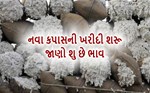 સૌરાષ્ટ્રમાં નવા કપાસની હરાજી શરૂ, બોલાયો 6061નો ભાવ