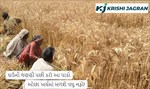 ઘઉંની લણણી પછી કરો આ પાકો, ઓછા ખર્ચમાં મળશે વધુ નફો!