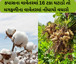 રાજ્યમાં ખેડૂતોએ કપાસની ખેતી છોડીને મગફળીની ખેતી તરફ વળ્યા, કપાસની ખેતીમાં મોટા પાચે નોંધાયો ઘટાડો