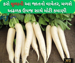 Radish farming: ઓગસ્ટમાં વાવો મૂળાની આ જાત, મળશે વધુ ઉત્પાદન સાથે મોટો નફો