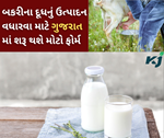 GOAT Milk: ઘણા રોગોમાં લાભકારી બકરીના દૂધની માંગણીને જોતા ગુજરાતમાં શરૂ થશે મોટો ફાર્મ