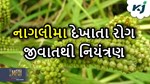 નાગલીમાં દેખાતા રોગ જીવાત અને તેનાથી નિયંત્રણ મેળવવાની વૈજ્ઞાનિક રીત