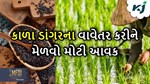 મોટી આવક મેળવવા માંગો છો તો કરો કાળા ડાંગરની વાવણી, બજારમાં છે મોટી કિંમત