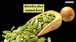 Cardamom Plants : ઘરે એલચી ઉગાડવાની ખરી રીત