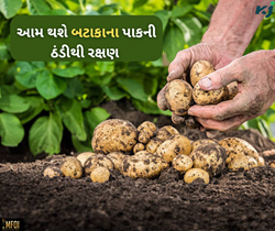 વધુ પડતી ઠંડીથી બટાકાના પાકને બચાવશે લાકડાની રાખ, આમ કરો છંટકાવ 