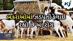 Goat Farming: બકરીની ઉછેર કરનાર ખેડૂતો સાવધાન, ફેલાઈ રહ્યું છે આ ચાર રોગ