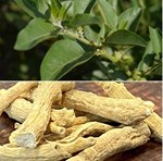 અશ્વગંધાની ખેતી કરી મેળવો મબલખ આવક અને બનો આર્થિક રીતે સમૃદ્ધ