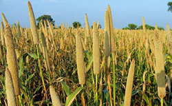 બાજરીના પાકને નુકસાન કરતા અને અસર કરતા વિવિધ રોગો