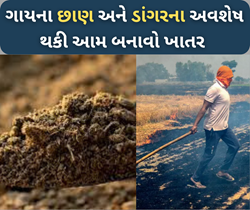 છાણ અને ડાંગરના અવશેષ થકી બનાવો ઓર્ગેનિક ખાતર અને મેળવો રવિ પાકનું બમ્પર ઉત્પાદન 