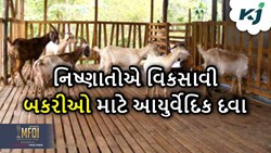 હીટ વેવના કારણે પશુપાલકોને હવે નહીં થાય નુકસાન, આયુર્વેદિક રીતે તૈયાર કરવામાં આવી દવા 