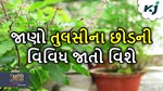 જો તમે તુલસીના ઝડપથી સુકાઈ જવાથી પરેશાન છો, તો અજમાવો આ ઉપાય