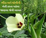 રવિ સિઝન માટે કૃષિ નિષ્ણાતોએ જાહેર કરી એડવાઈઝરી, ભીંડા અને ચોળીની વાવણી કરતા પહેલા જણવા જેવી બાબત